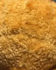 たんぽぽの画像