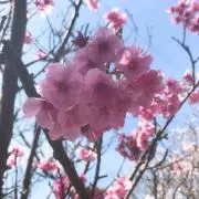 まるの画像
