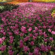 りんりん♪の画像