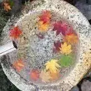 ぴおりの画像