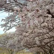 ぴぴの画像