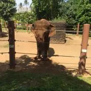 イブラヒムバの画像
