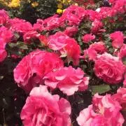 ジャスミン茶⭐︎の画像