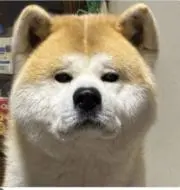 かんかんの画像