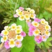 kokoの画像
