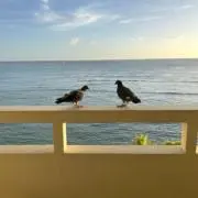 はとぽっぽの画像
