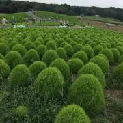もんち