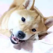 赤の画像