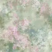 シロの画像