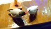 ヒマちゃんの画像