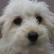 まいぴょん(プロフィール確認して下さい）の画像