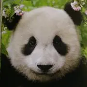 ふみふみ