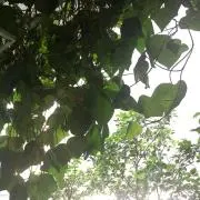 kiki太郎