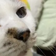 猫柳猫子♠️即購入でどうぞの画像