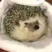 HTYの画像