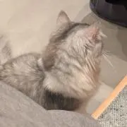 Sの画像