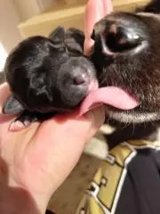 おーきな輪