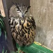 たらと13世の画像