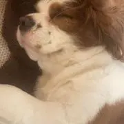 ベルの画像
