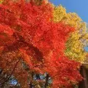 めるりんの画像