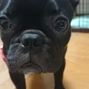 (✿・ω・)