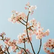 きいの画像
