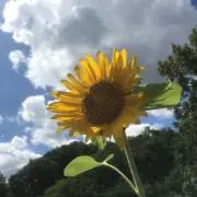 ふうせんの画像