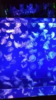Mの画像