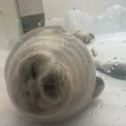 マサ