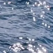 Image of ponzu