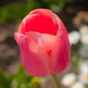チューリップ (プロフ必読）の画像