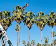 californialoveの画像