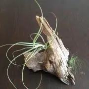 天然石・水鉢・六角水鉢・蹲・手水鉢・茶庭】庭石オブジェ置物箱庭 