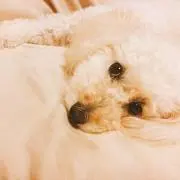 あやね