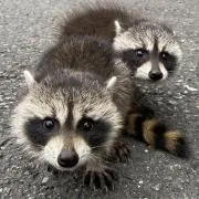 ありがとうございますの画像