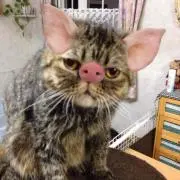 ふく