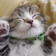 ももの画像