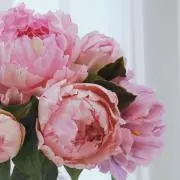 Yuritikaの画像
