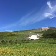 紫