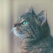 にしん