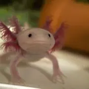 ウーパールーパーの画像