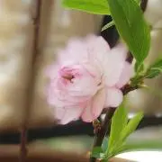 ハルの画像