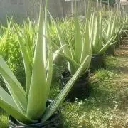 アロエベラ