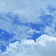シロの画像