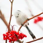 miuの画像