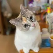 niko