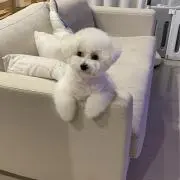 たまちゃんの画像