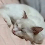 hakuの画像