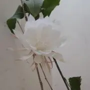 そうめい