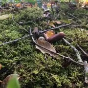 カニカーニの画像